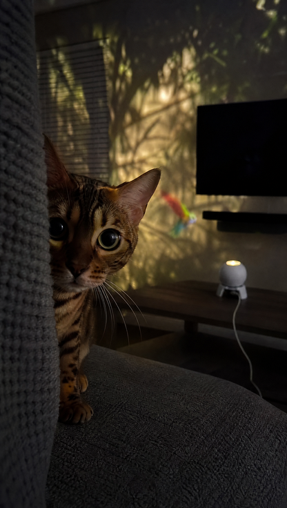 WhiskerBeam CAT Projector